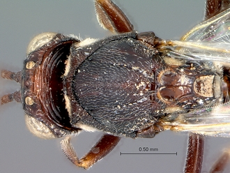 Anacharoides_pallida_SAM-HYM-P024717_mesosoma_dorsal