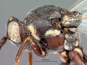 Anacharoides_pallida_SAM-HYM-P024717_mesosoma_lateral