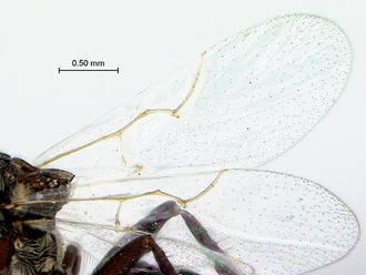 Anacharoides_pallida_SAM-HYM-P024717_wing