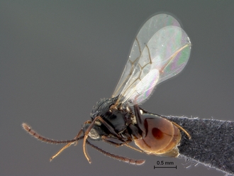 Afrodontaspis_lanatus_SAM-HYM-P043080_habitus_lateral