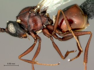 Afrodontaspis_male_body_lateral