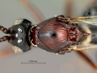 Afrodontaspis_male_head_mesosoma_dorsal