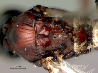 Afrodontaspis_male_head_mesosoma_dorso-posterior