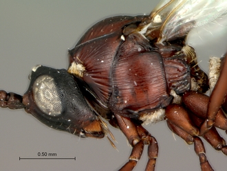 Afrodontaspis_male_head_mesosoma_lateral