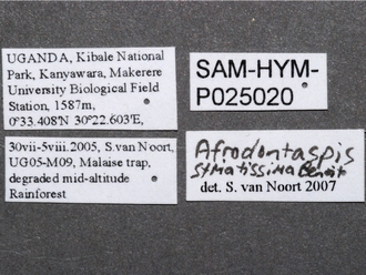 Afrodontaspis_male_label