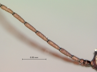 Afrodontaspis_male_left_antenna_antiaxial_view