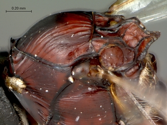 Afrodontaspis_male_mesosoma_dorso-lateral