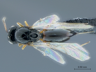 Gronotoma_SAM-HYM-P020369_habitus_dorsal