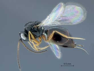 Gronotoma_SAM-HYM-P020369_habitus_lateral_cleaned