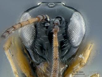Gronotoma_SAM-HYM-P020369_head_anterior