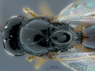 Gronotoma_SAM-HYM-P020369_head_mesosoma_dorsal