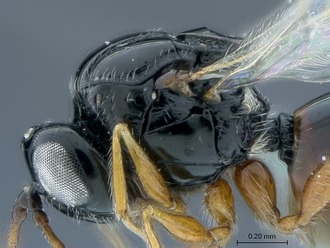 Gronotoma_SAM-HYM-P020369_head_mesosoma_lateral