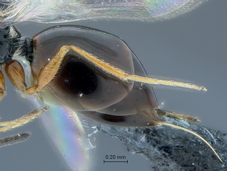 Gronotoma_SAM-HYM-P020369_metasoma_lateral
