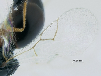 Gronotoma_SAM-HYM-P020369_wings