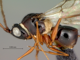 Glauraspidia_male_body_lateral