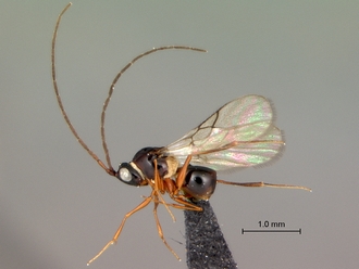 Glauraspidia_male_habitus