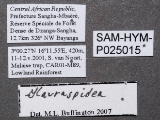 Glauraspidia_male_labels