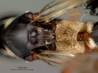 Glauraspidia_male_mesosnotum_dorsal