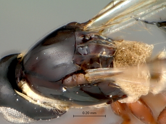 Glauraspidia_male_mesosnotum_dorso_lateral