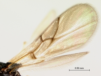 Trichoplasta_female_forewing
