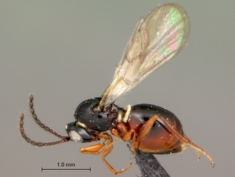 Trichoplasta_female_habitus_lateral