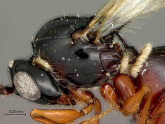 Trichoplasta_female_head_mesosoma_lateral