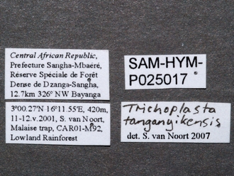 Trichoplasta_female_labels