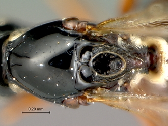 Trichoplasta_female_mesosoma_dorsal