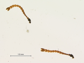 Figites_effossus_HT_female_antenna