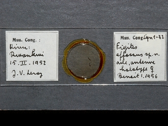 Figites_effossus_HT_female_antenna_slide