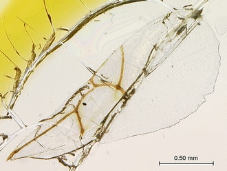 Figites_effossus_HT_female_forewing_SM