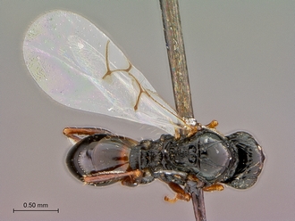 Figites_effossus_HT_female_habitus_dorsal