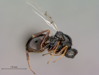 Figites_effossus_HT_female_habitus_lateral