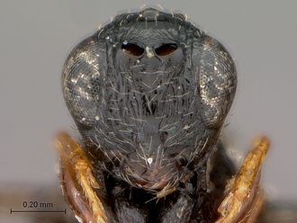 Figites_effossus_HT_female_head_frontal