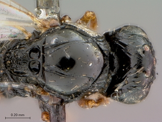 Figites_effossus_HT_female_head_mesosoma_dorsal
