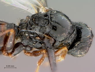 Figites_effossus_HT_female_head_mesosoma_dorsolateral