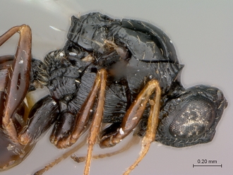 Figites_effossus_HT_female_head_mesosoma_lateral