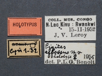 Figites_effossus_HT_female_labels