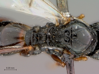 Figites_effossus_HT_female_mesosoma__petiole_dorsal