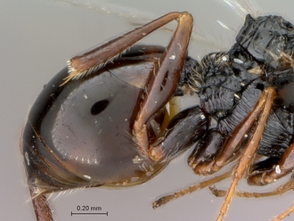 Figites_effossus_HT_female_metasoma_lateral