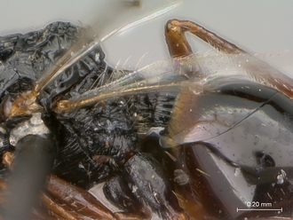 Figites_effossus_HT_female_petiole_lateral