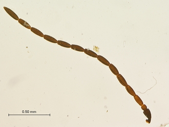 Figites_favonius_HT_male_antenna