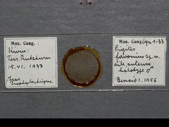 Figites_favonius_HT_male_antenna_slide
