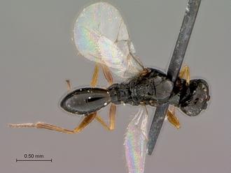 Figites_favonius_HT_male_habitus_dorsal