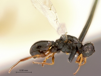 Figites_favonius_HT_male_habitus_lateral