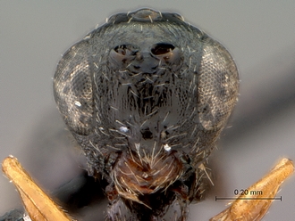 Figites_favonius_HT_male_head_frontal