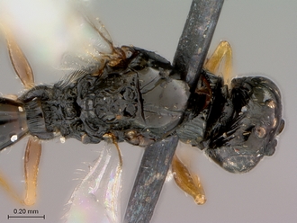 Figites_favonius_HT_male_head_mesosoma_dorsal