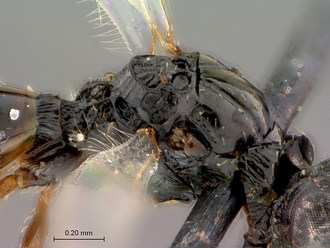 Figites_favonius_HT_male_head_mesosoma_dorsolateral