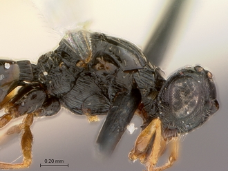 Figites_favonius_HT_male_head_mesosoma_lateral