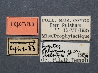 Figites_favonius_HT_male_labels